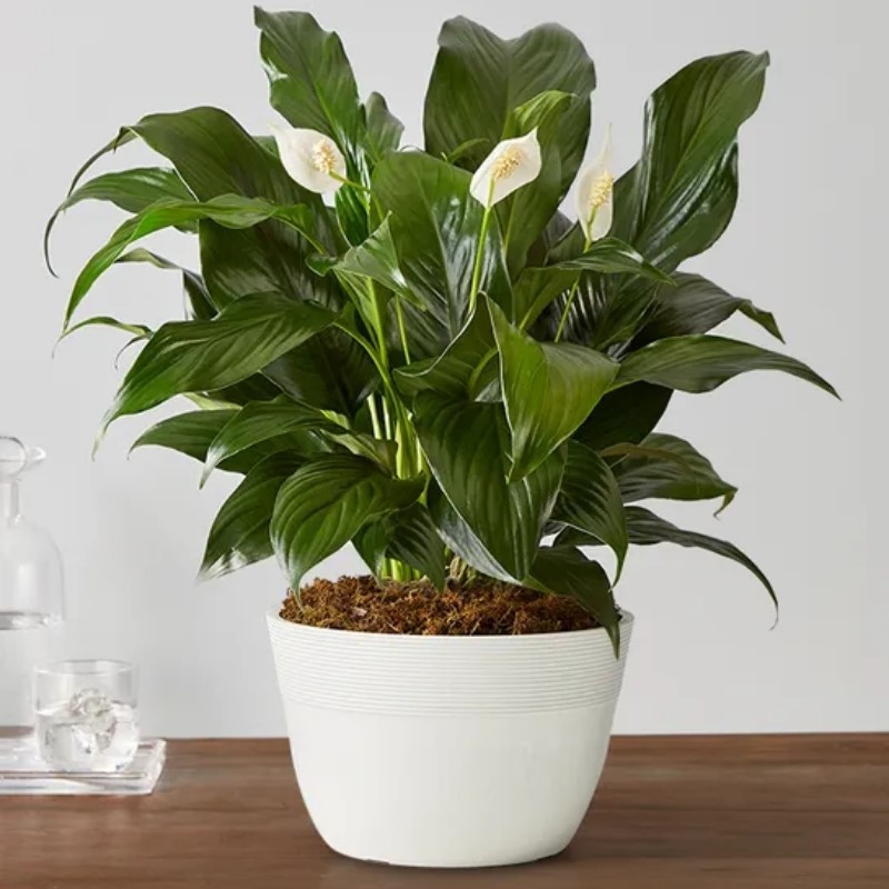 Calming Peace Lily Plant