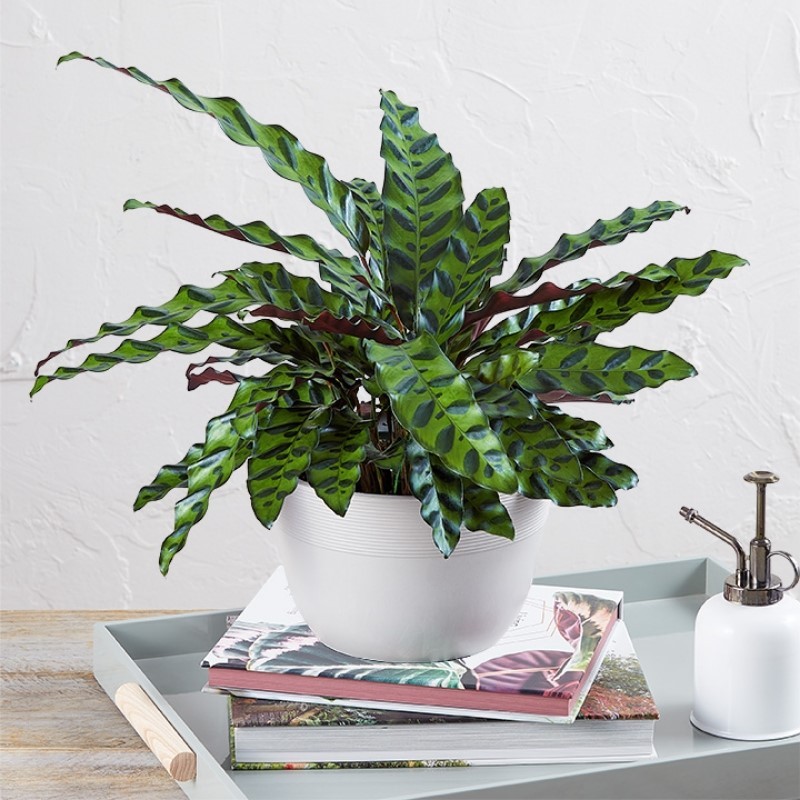 Calathea Rattlesnake